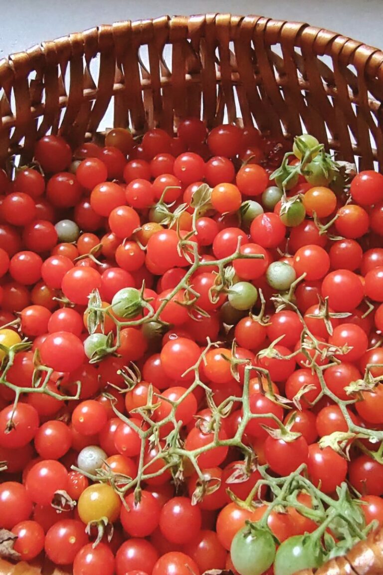 what to do with spoon tomatoes