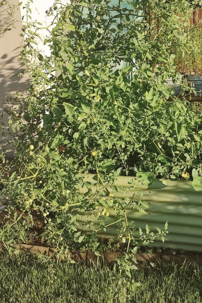cherry tomato garden arch photo